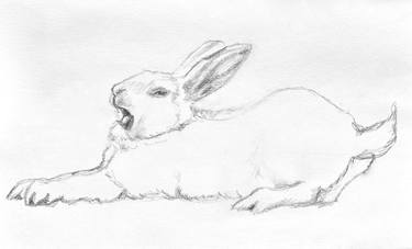 Original Illustration Animal Drawings by Bronle Crosby