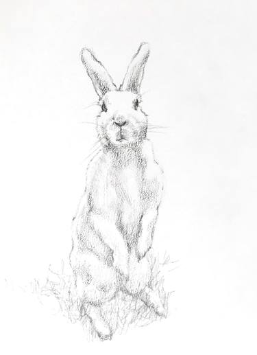 Original Illustration Animal Drawings by Bronle Crosby