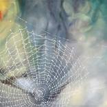 Collection Dew on Webs