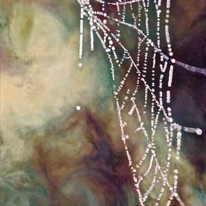 Collection Dew on Webs