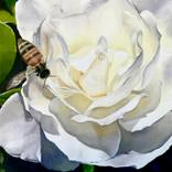 Collection Pollinators