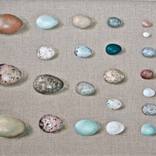 Collection Eggs and Feathers