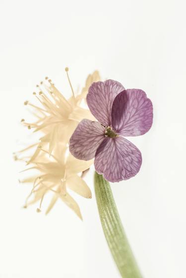 Original Floral Photography by Françoise Chadelas