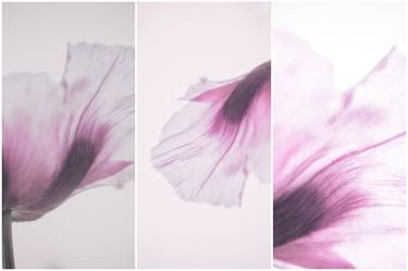 Original Abstract Expressionism Botanic Photography by Françoise Chadelas