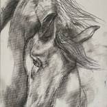 Graceful Horse by Sophie Venturini