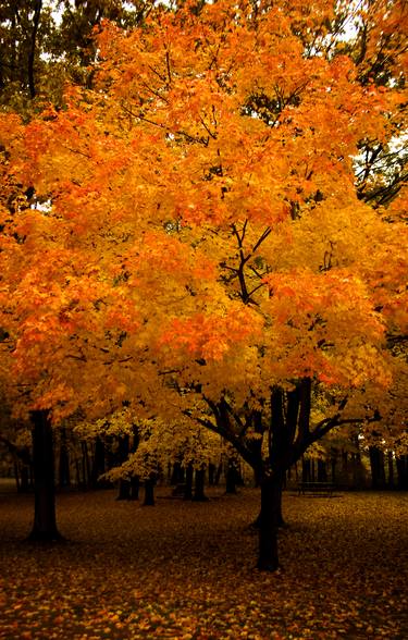 Golden Forest thumb