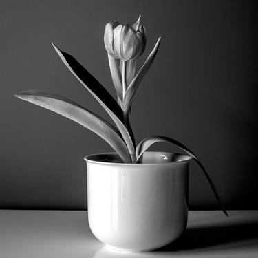 Tulip, tribute to Robert Mapplethorpe - Limited Edition of 10 thumb