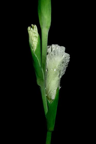 gladiolus - Limited Edition of 10 thumb
