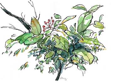 Print of Botanic Drawings by Felipe Perez-Enciso