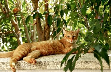 Print of Animal Photography by Guy St Clair