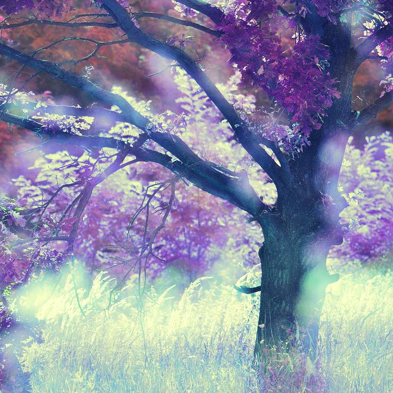Original Contemporary Nature Photography by Eleanne Grey