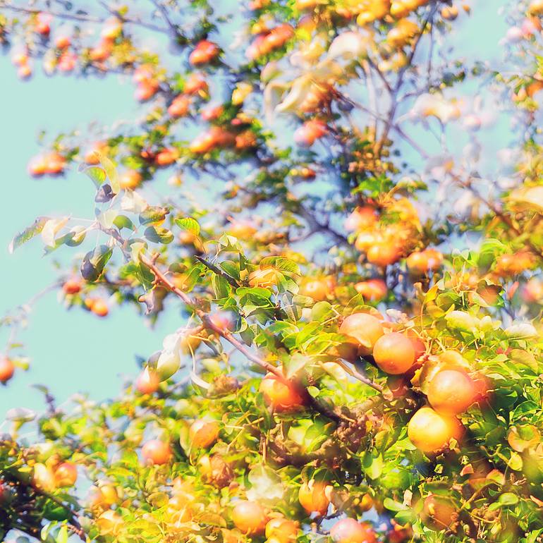 Original Abstract Nature Photography by Eleanne Grey