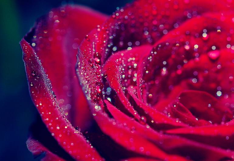 Original Conceptual Floral Photography by Eleanne Grey