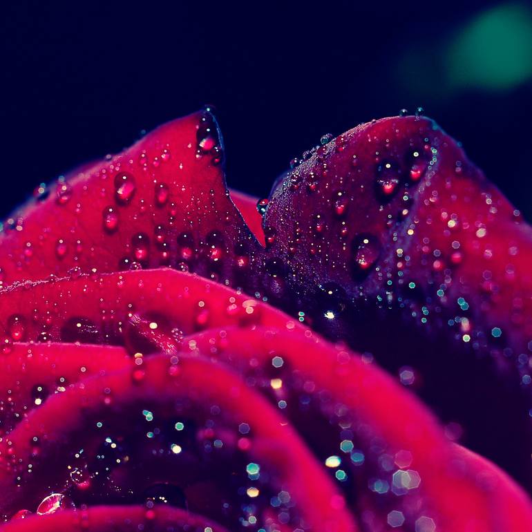 Original Conceptual Floral Photography by Eleanne Grey