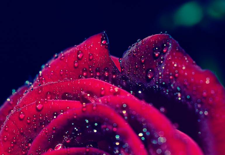 Original Conceptual Floral Photography by Eleanne Grey