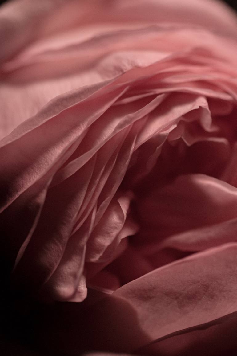 Original Abstract Floral Photography by Eleanne Grey