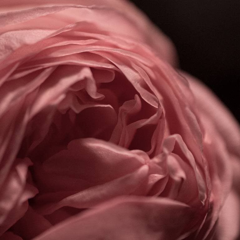 Original Abstract Floral Photography by Eleanne Grey
