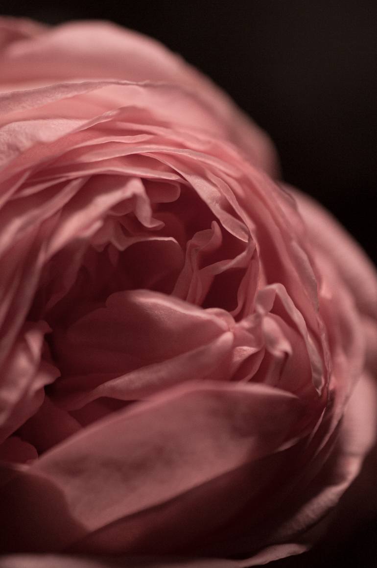 Original Abstract Floral Photography by Eleanne Grey