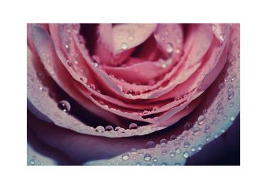 Print of Floral Photography by Eleanne Grey