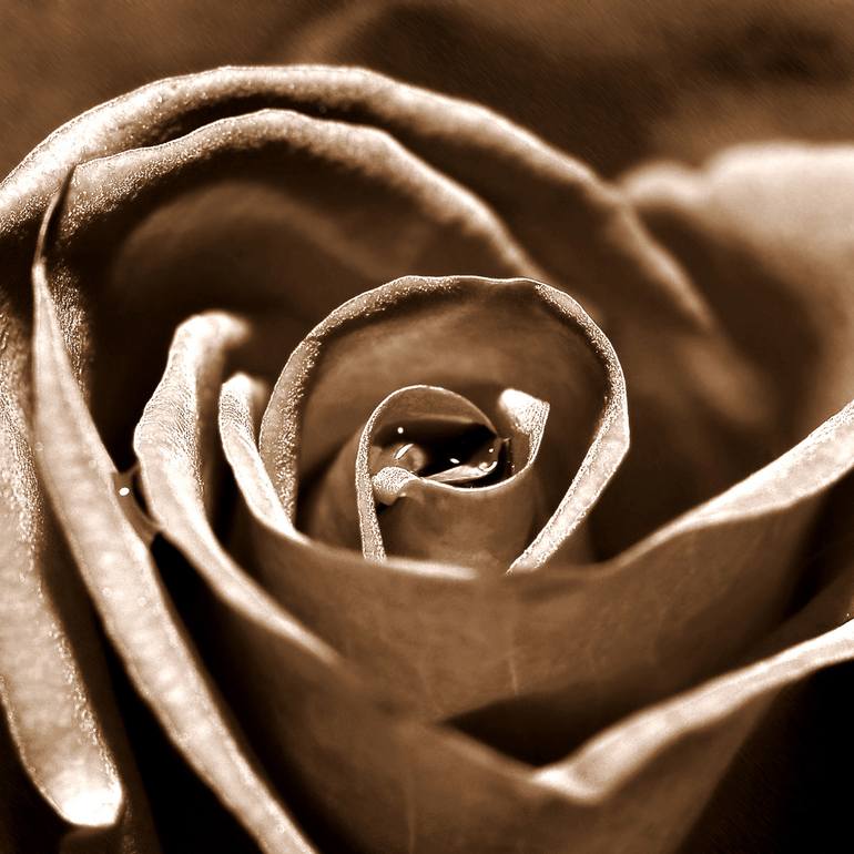 Original Abstract Floral Photography by Eleanne Grey
