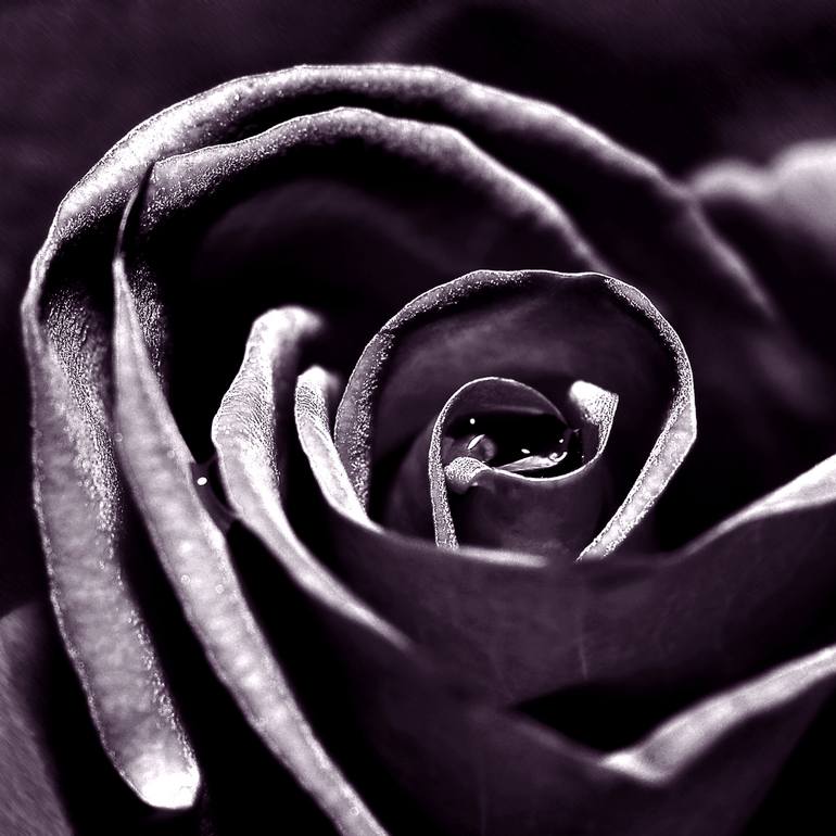 Original Abstract Floral Photography by Eleanne Grey