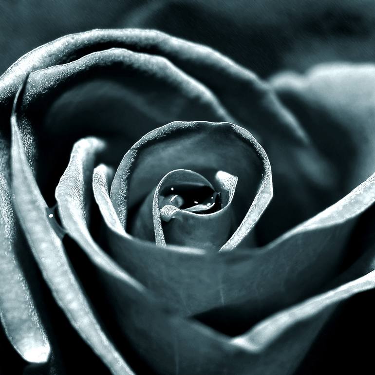 Original Abstract Floral Photography by Eleanne Grey
