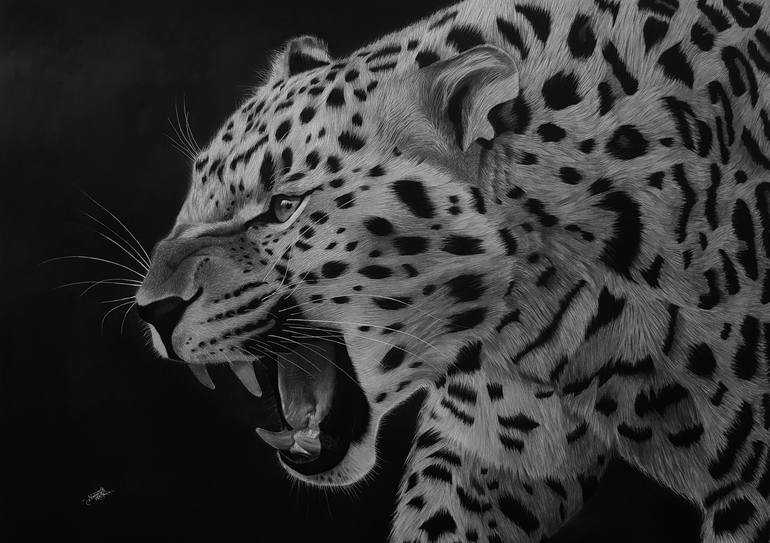 jaguar animal roar drawing