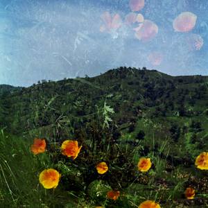 MM 314 - Cali Poppies