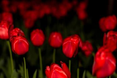 Sherwood Gardens Tulips in Red thumb
