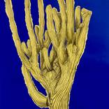 Featured Drawings thumb