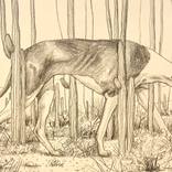 Collection Featured Drawings