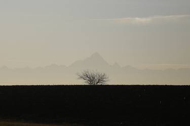 Cako(tree) sotto il Monviso thumb