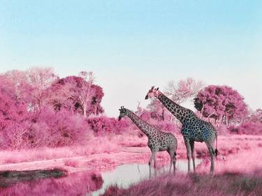 Print of Animal Photography by Allison Bagg