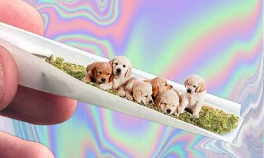 Original Pop Art Dogs Collage by Allison Bagg