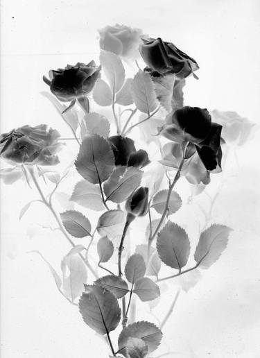 Negative of roses - Limited Edition of 6 thumb