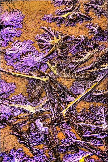 Original Conceptual Abstract Photography by Lawrence White