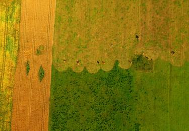 Landscape with chain-bound cows - Limited Edition of 25 thumb