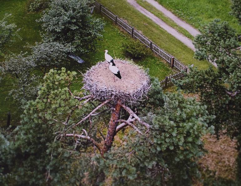 Original Documentary Nature Photography by Saulius Zaura