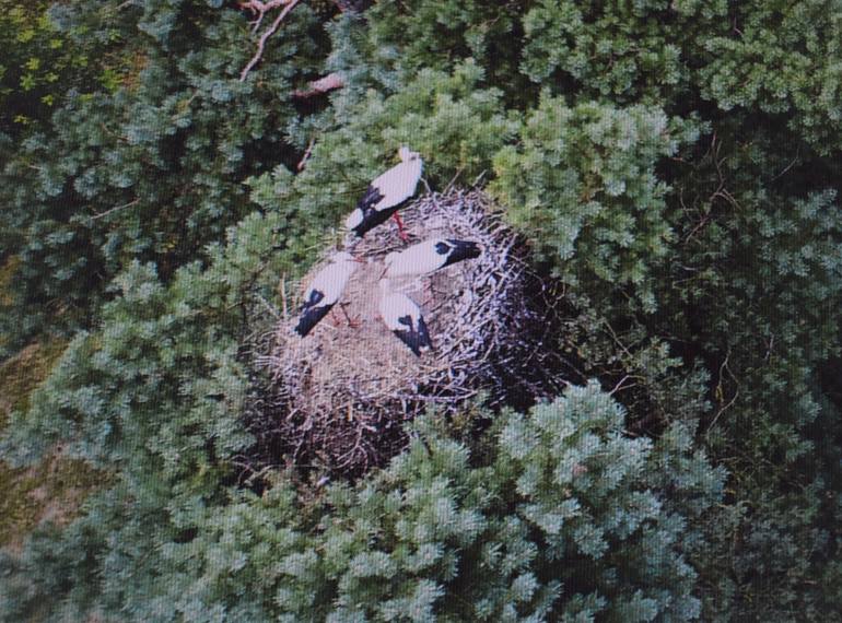 Original Documentary Nature Photography by Saulius Zaura