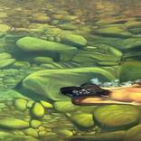 Collection Reflective Waters