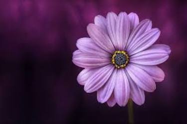 Celeste Vasiliades : Beautiful Flower thumb
