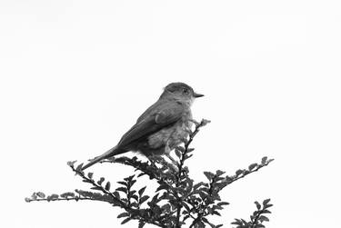 Patagonian Bird thumb