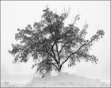 Original Conceptual Tree Photography by Don Mendenhall