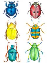 Set of framed beetle watercolor prints