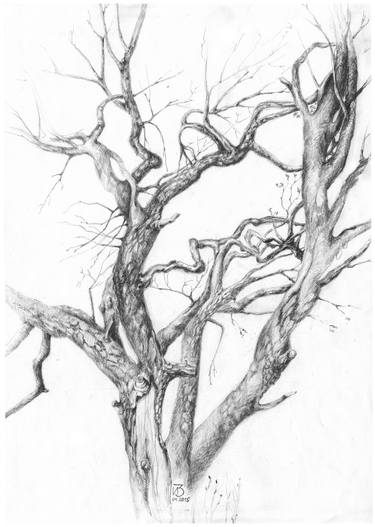 Tree Without Leaves Drawings For Sale Saatchi Art