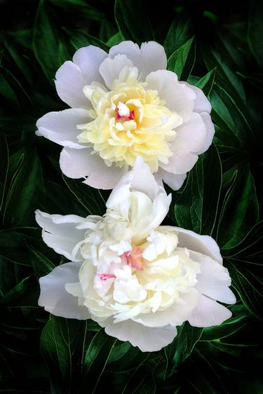 Two white peonies - Limited Edition of 1 thumb