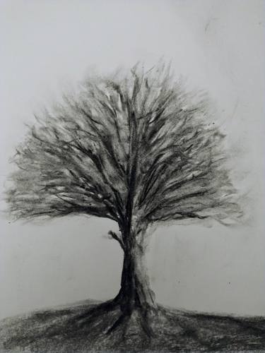 Print of Tree Drawings by Adrian Lloyd