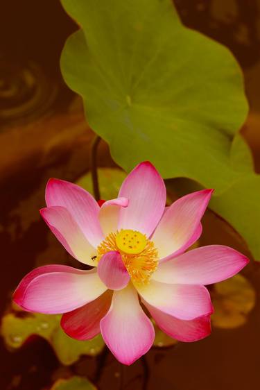 Pink Lotus thumb