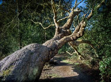 Print of Fine Art Tree Photography by Ian Hubball