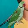 Close up of parrot
